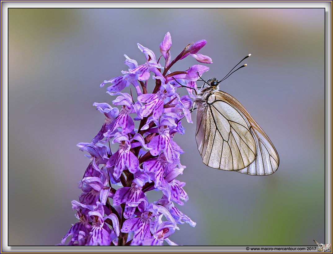 Gazé sur Orchis tacheté 