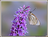 Gazé sur Orchis tacheté