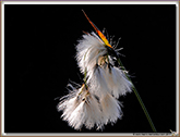 Linaigrette