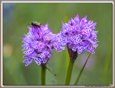 Orchis tridenté