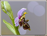 Ophrys Abeille