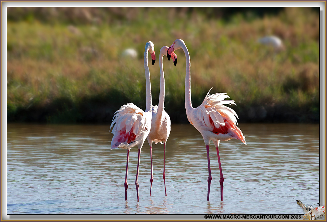 Flamants roses