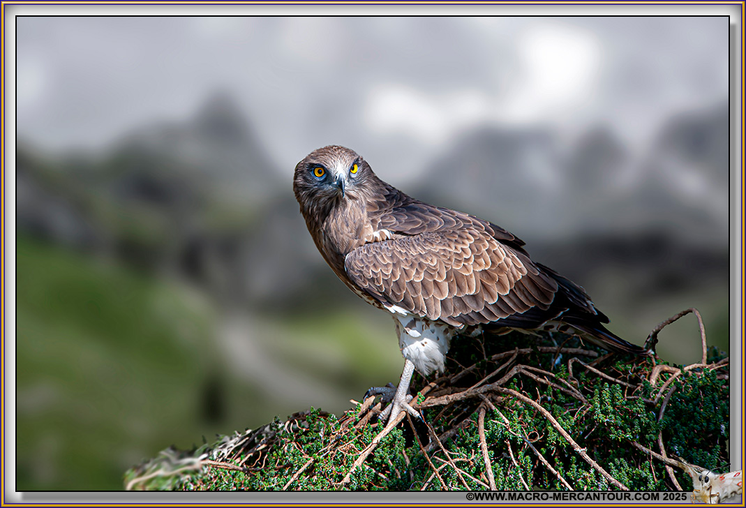 Cyrcaète Jean le Blanc