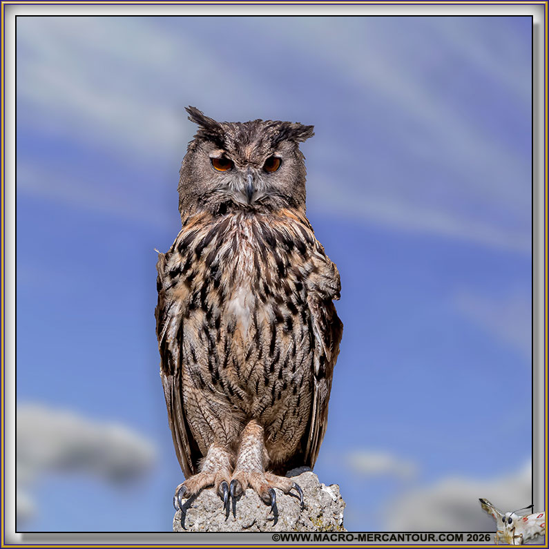 Grand Duc