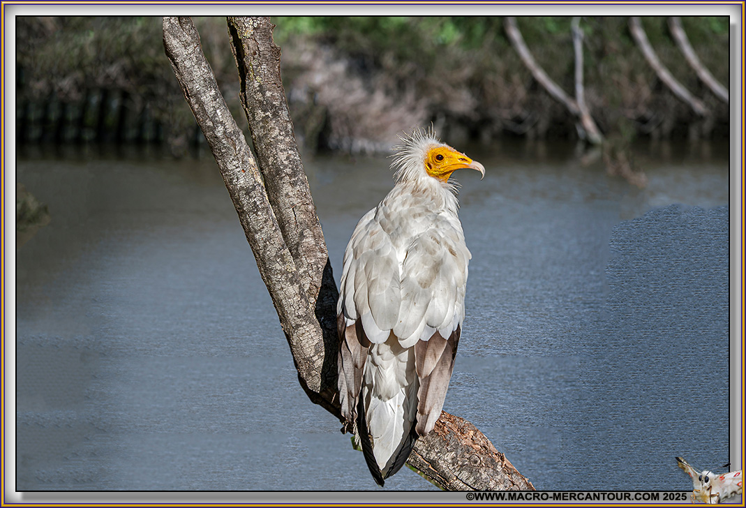 Vautour Percnoptère