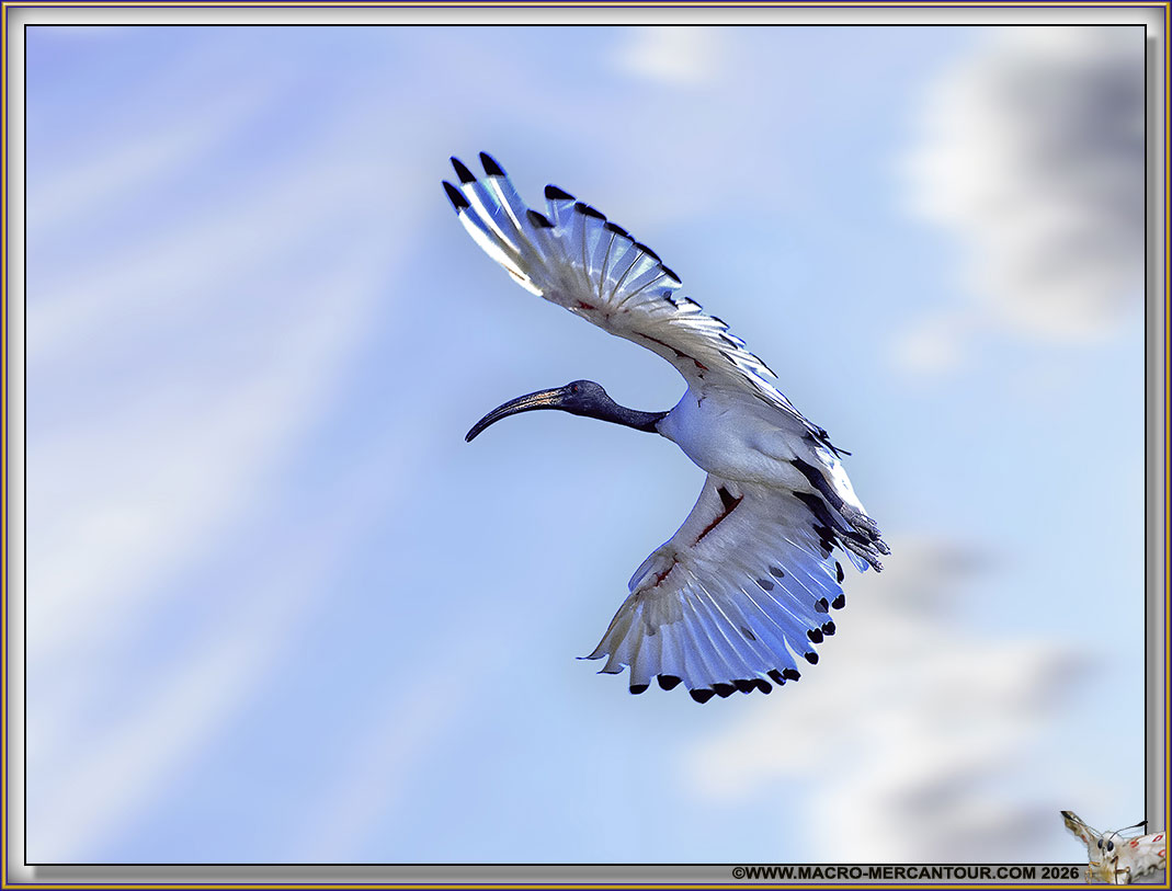 Ibis
