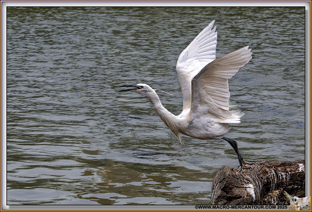 Aigrette garzette