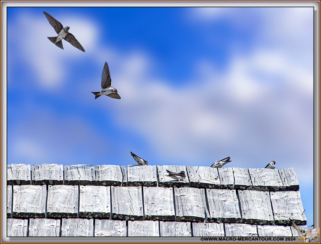 Départ des Hirondelles en Automne