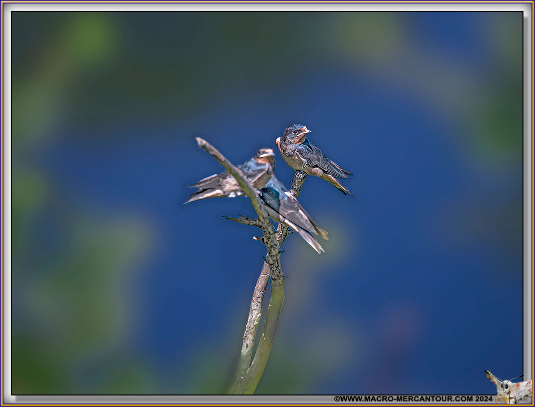 Hirondelles juvéniles