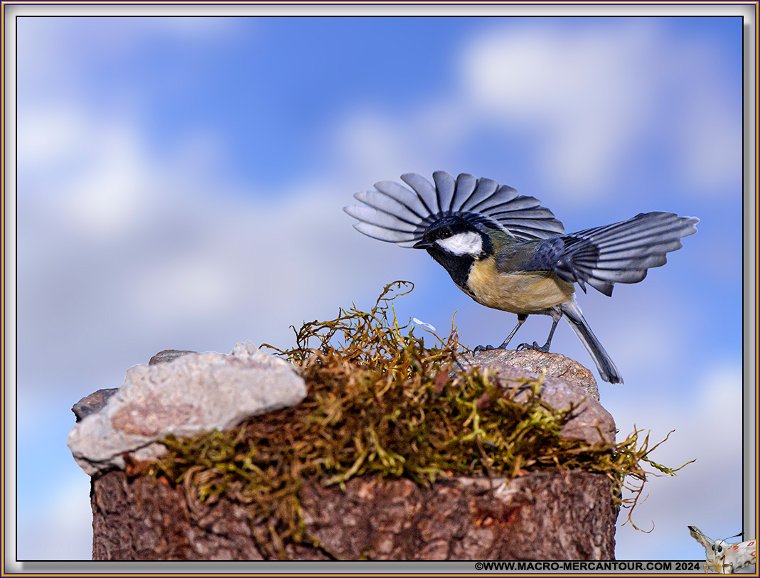 Mésange charbonnière
