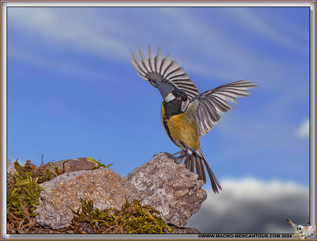 Mésange charbonnière
