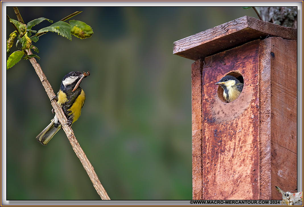 Mésange charbonnière