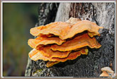 Polypore soufré
