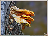 Polypore soufré