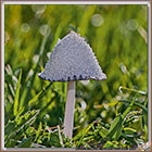 Coprin blanc de neige