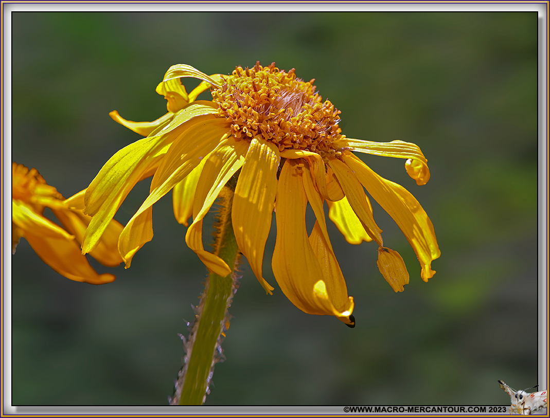Arnica