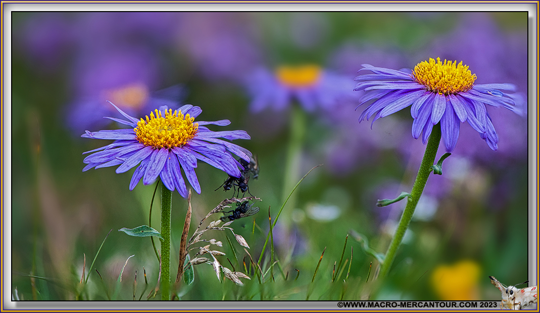 ASTERS