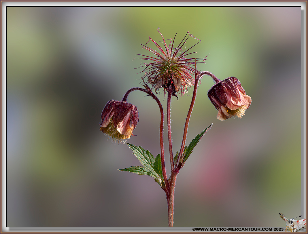 Benoîtes des ruisseaux