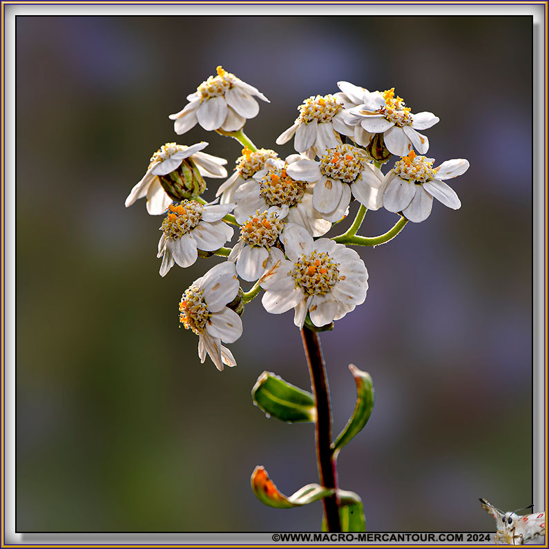 Camomille du Piémont