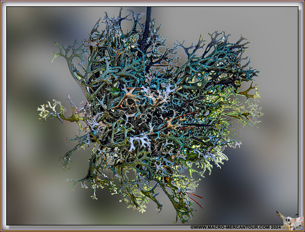 Lichen