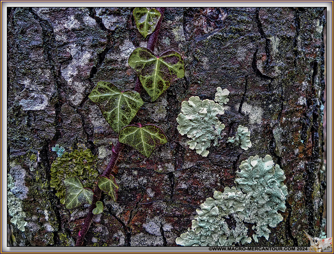 Lichen