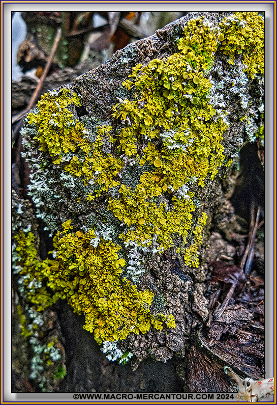 Lichen