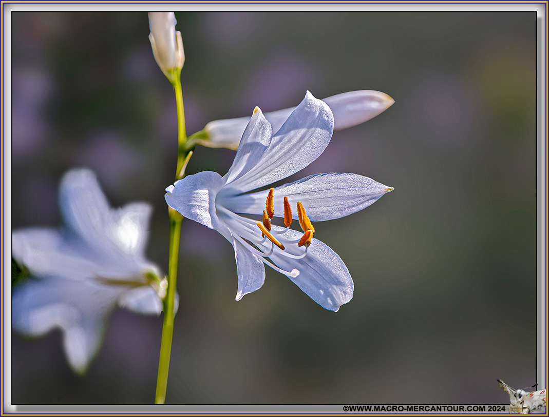 Lis de Saint Bruno





Lis de Saint Bruno





