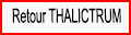 Retour Thalictrum
