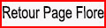 Retour page Flore