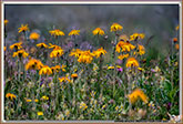 Arnica