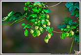 Houblon