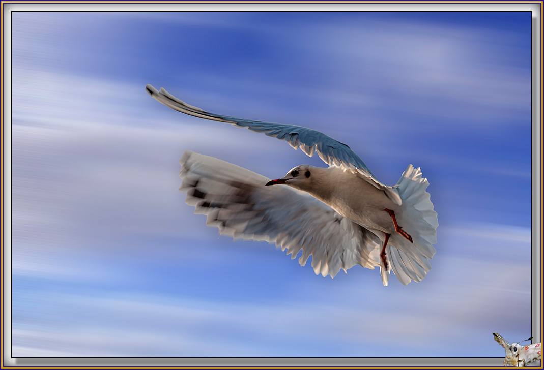 MOUETTE