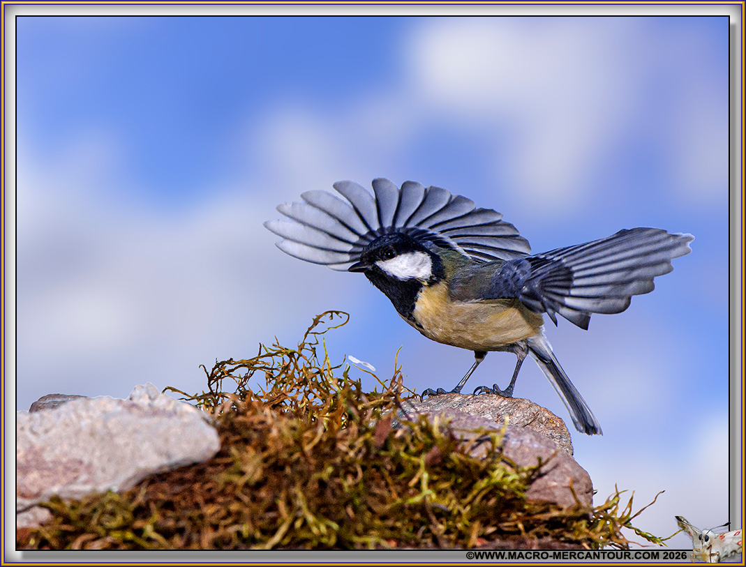 M&eacute;sange charbonni&egrave;re
