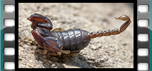 Video Scorpion 01