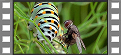 Chenille Machaon