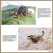 Le Mercantour Grandeur Nature