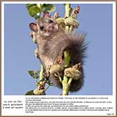 Le Mercantour Grandeur Nature