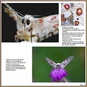 Le Mercantour Grandeur Nature