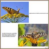 Le Mercantour Grandeur Nature