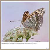 Le Mercantour Grandeur Nature