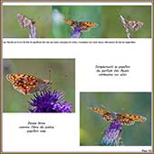 Le Mercantour Grandeur Nature