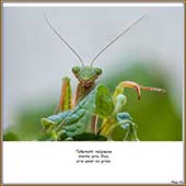 Le Mercantour Grandeur Nature