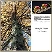 Le Mercantour Grandeur Nature