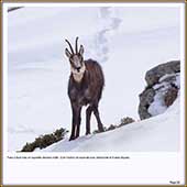 Le Mercantour Grandeur Nature