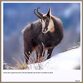 Le Mercantour Grandeur Nature