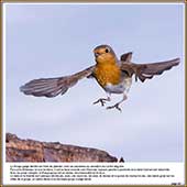 Le Mercantour Grandeur Nature