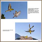 Le Mercantour Grandeur Nature