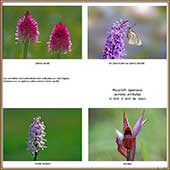 Le Mercantour Grandeur Nature