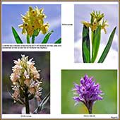 Le Mercantour Grandeur Nature