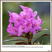 Le Mercantour Grandeur Nature